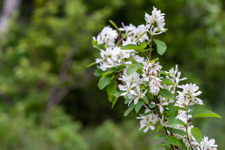 Close up, selective focus of Western Serviceberry, also known as sahdbushes, a white wildflowerの写真素材