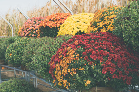 Colorful autumn mums and flowers at a corn maze and pumpkin patchの写真素材