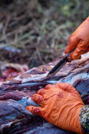 Hunter skins and field dresses a deer, using a knife, focus on a hand in front, wearing plastic gloves for safetyの写真素材