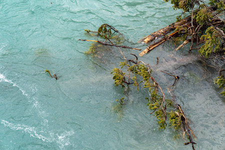 Tree branches and snags caught in the water at Marble Canyon in British Columbia Canadaの写真素材