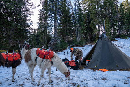 Wyoming, USA - October 3, 2022: Male hunter packs up gear from his campsite and tent, while his llamas wait to be loaded upのeditorial素材