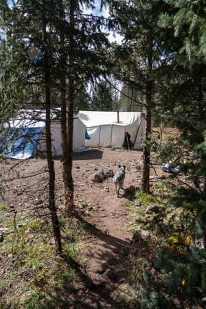 Mixed breed dog walks back on the trail to the tents and campsiteのeditorial素材