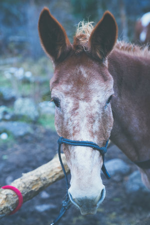 Horse at a corral, looking into the camera. Full horse face shownの写真素材