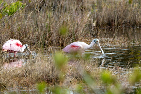 Roseate Spoonbill bird, a species of Ibises, at the Merritt Island National Wildlife Refuge in Floridaの写真素材