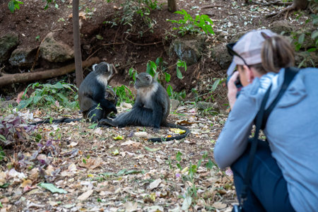 Woman photographs a Syke Monkey family in Nairobi City Park in Kenya Africa, selective focusの写真素材