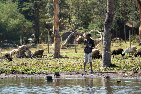 Lake Naivasha, Kenya, Africa - March 4, 2023: African boy tends to cattle and goats on a farm on the lakeshoreのeditorial素材