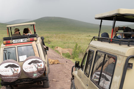 Ngorongoro Crater, Tanzania - March 12, 2023: Crowd of safari vehicles gather around a pride of lions resting in the middle of the roadのeditorial素材