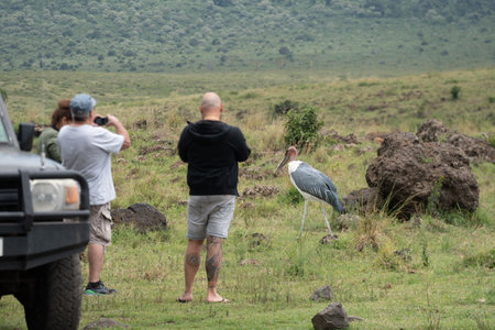 Ngorongoro Crater, Tanzania - March 12, 2023: Tourists (defocused) take photos of a Marabou Stork bird, getting too close to the wildlife on safariのeditorial素材