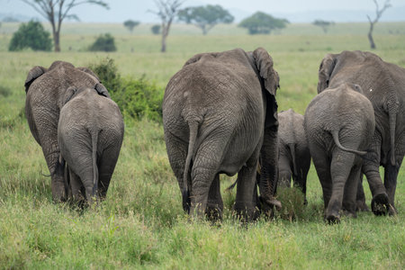 Elephant butts from a herd family as they walk across Serengeti National Parkの写真素材