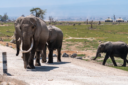 Herd of elephants walks down a road in Amboseli National Park Kenyaの写真素材