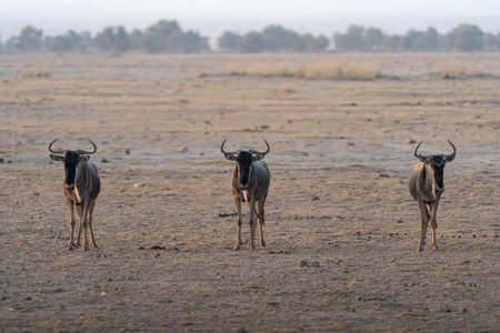 Three wildebeests stand perfectly in unison, looking at camera. Amboseli National Park Kenyaの写真素材
