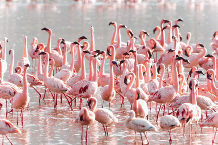 Flock of pink flamingos at Lake Nakuru in Kenya, Africa, in selective focusの写真素材