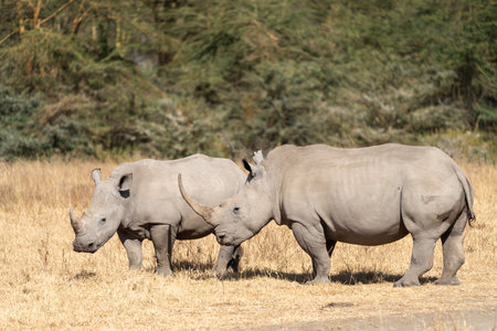 Two rhinoceros walk in the grassland of Lake Nakuru National Park Kenya Africaの写真素材