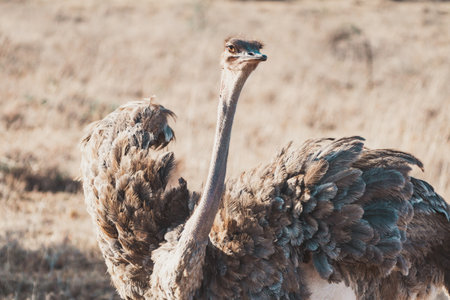 Backlit portrait of an ostrich in Nairobi National Park Africaの写真素材