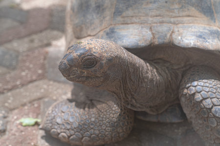 Close up of a turtle on Prison Island Tortoise Sanctuary, Changuu Island Zanzibar Tanzaniaの写真素材