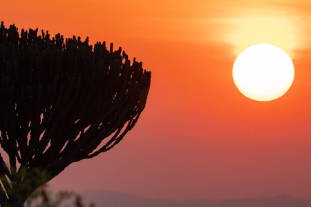 Candelabra tree and a colorful sunrise morningの写真素材