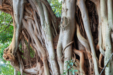 Close up of bark from Calodendrum Capense - also known as a Cape Chestnut tree (Murarachi) in Kenya