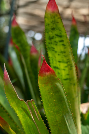 Leaves of a Blushing Bromeliad, a perennial plant with spikey frondsの写真素材
