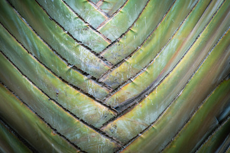 Beautiful close up of a Travellers Palm tree growing in a garden in Kenya, Africaの写真素材