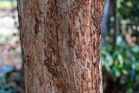Bark of a Meru Oak Tree, also known as Vitex Keniensis