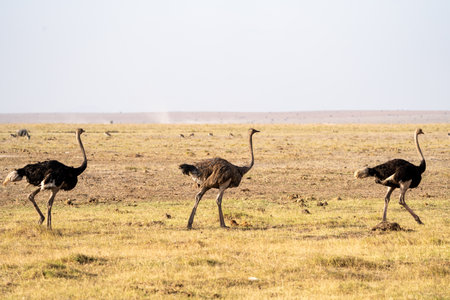 Three ostrich birds walk in the grass of Amboseli National Park Kenya Africaの写真素材