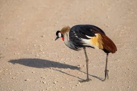 African crowned crane bird walks across a dirt road - Amboseli National Park Kenya