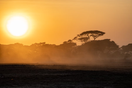Silhouette view at sunset in Amboseli National Park with an iconic orange sky and acacia thorn umbrella tree. Lots of dust in the airの写真素材