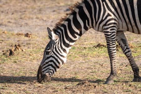 Close up of a zebra eating and grazing on grass - Amboseli National Park Kenya, Africaの写真素材