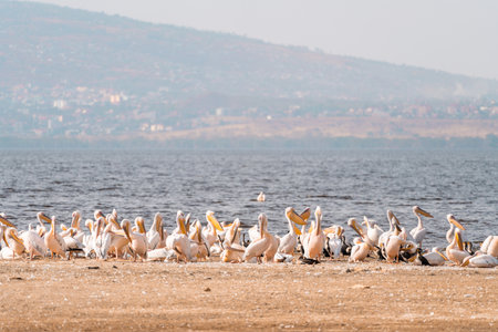 White pelicans line the shore of Lake Nakuru in Kenya Africaの写真素材