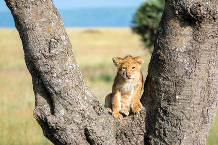 Adorable baby lion cub sits in a tree, looking at camera. Serengeti National Park Tanzaniaの写真素材