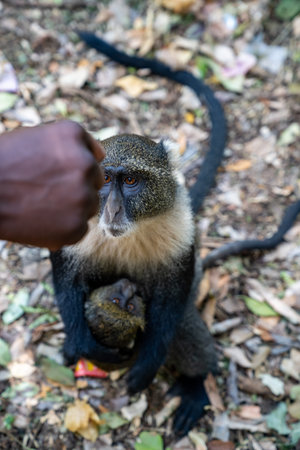 Syke Monkey (also known as a Blue Monkey) waits for food to be handed to him, defocused fist