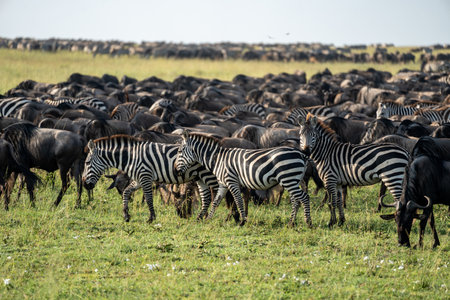 Zebras and wildebeests graze together in harmony in Serengeti National Park Tanzania Africaの写真素材
