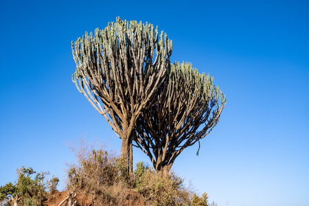 Two Candelabra Trees against blue sky in Kenya, Africaの写真素材