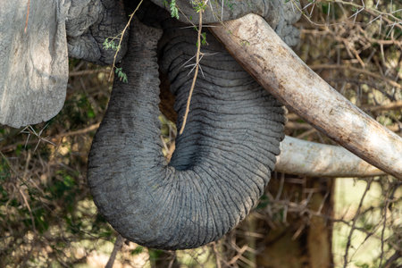 Close up of an elephant trunk and tusks as it eats. Kenya, Africaの写真素材
