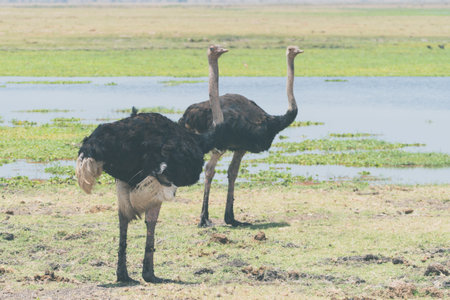 Ostriches vibe by a water source in Amboseli National Parkの写真素材