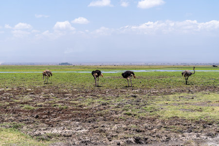 Four ostriches in a row, grazing and eating in Amboseli National Parkの写真素材