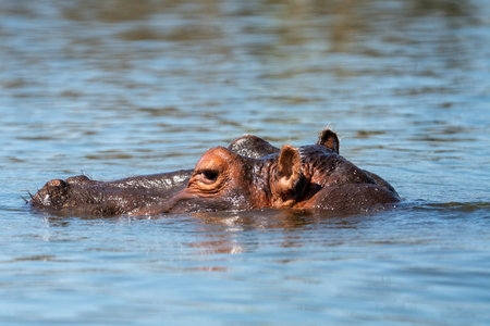 Side profile view of a hippo with its eyes, ears and nose exposed out of water - Kenya, Africaの写真素材