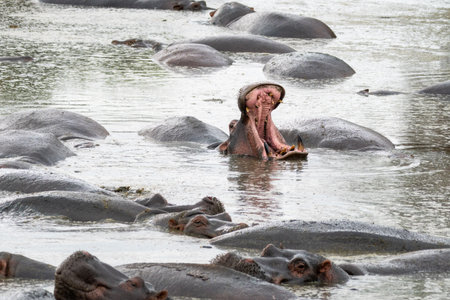 Hippo yawning in the water, showing its large mouth, at the hippo pond in Tanzania - Serengeti National Parkの写真素材
