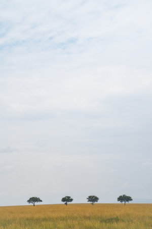 Four lone trees, spaced perfectly evenly apart, in the plains of Serengeti National Park Tanzania