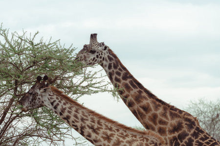 Two giraffes eat off an acacia thorn tree in Serengeti National Park Tanzaniaの写真素材