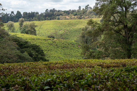 Beautiful tea farm plantation in Kenya, with clouds in the skyの写真素材