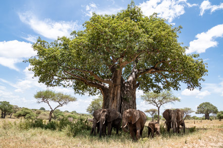 Family of elephants walk away from a Baobab Tree - Tarangire National Park Tanzaniaの写真素材