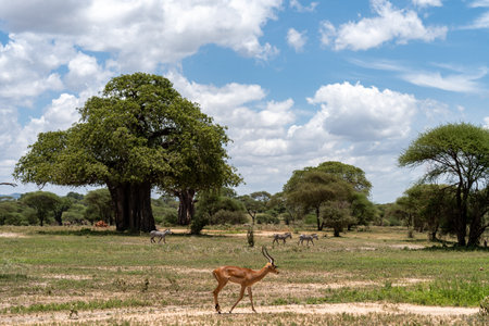 Impalas and zebras walk in Tarangire National Park, near baobab treesの写真素材