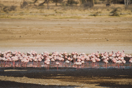 Scene of pink flamingos eating algae - Lake Nakuru National Park Kenya Africaの写真素材