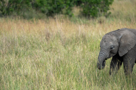 Side portrait of a baby elephant walking in tall grass in Masaai Mara Reserve Kenyaの写真素材