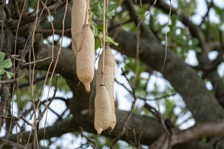 Kigelia, also known as a sausage tree. Very poisonous fruit grows and hangs from the branchesの写真素材