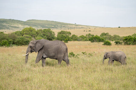 Elephant mama and baby walk in the Masaai Mara Reserve, Kenya Africaの写真素材