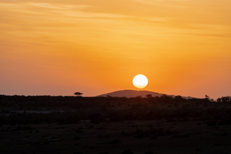 Iconic Africa sunset and orange sky with large sun, over the Masaai Mara Reserve in Kenyaの写真素材