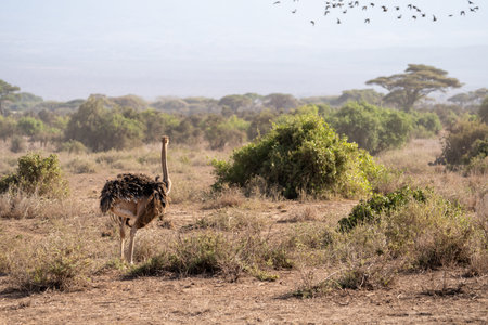 Ostrich watches a flock of birds fly away, Amboseli National Park Kenyaの写真素材