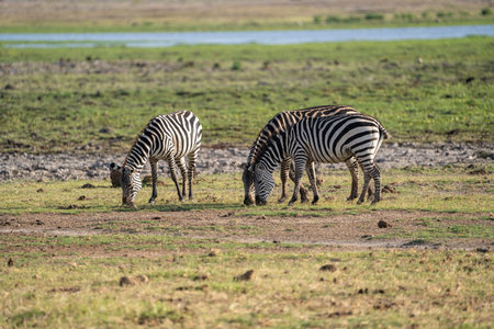 Three zebras graze for food in Amboseli National Parkの写真素材